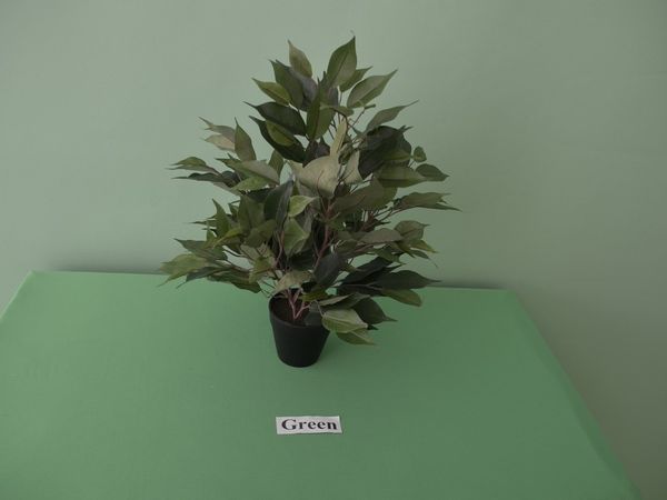 Ficus črepník 40 cm