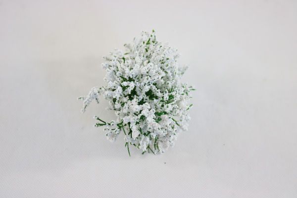 Gypsophila balikova