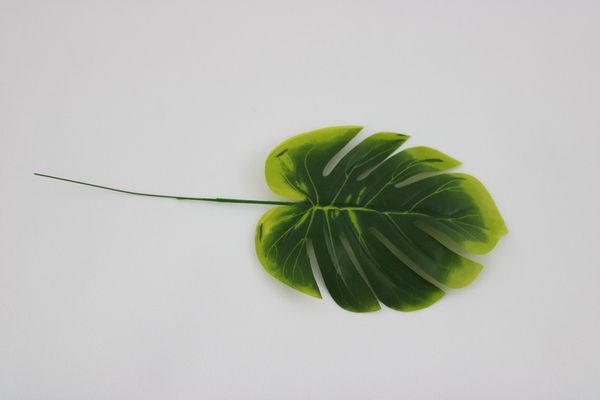 List philodendron balenie 12 ks